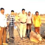 सात मवेशियों से भरी