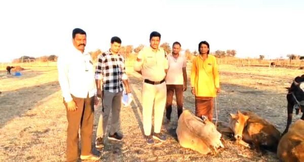 सात मवेशियों से भरी