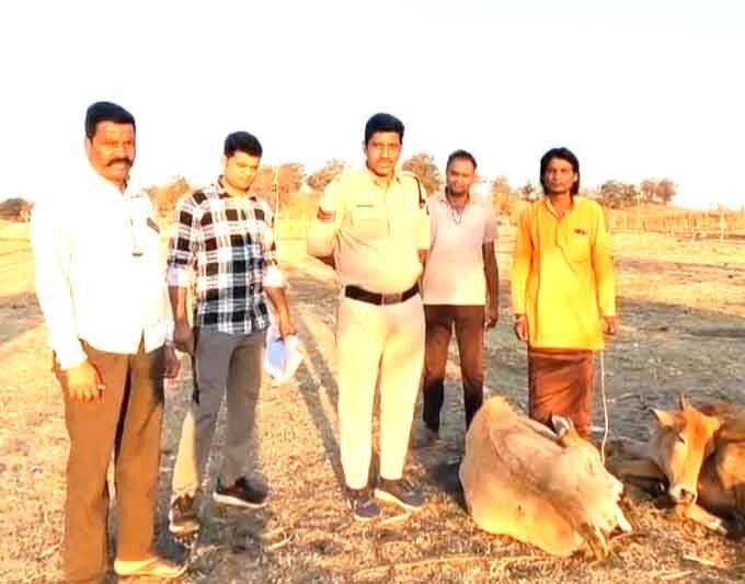 सात मवेशियों से भरी