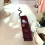 फ्रिज के नीचे मिला खतरनाक