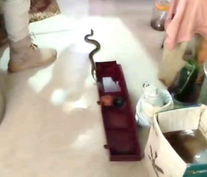 फ्रिज के नीचे मिला खतरनाक