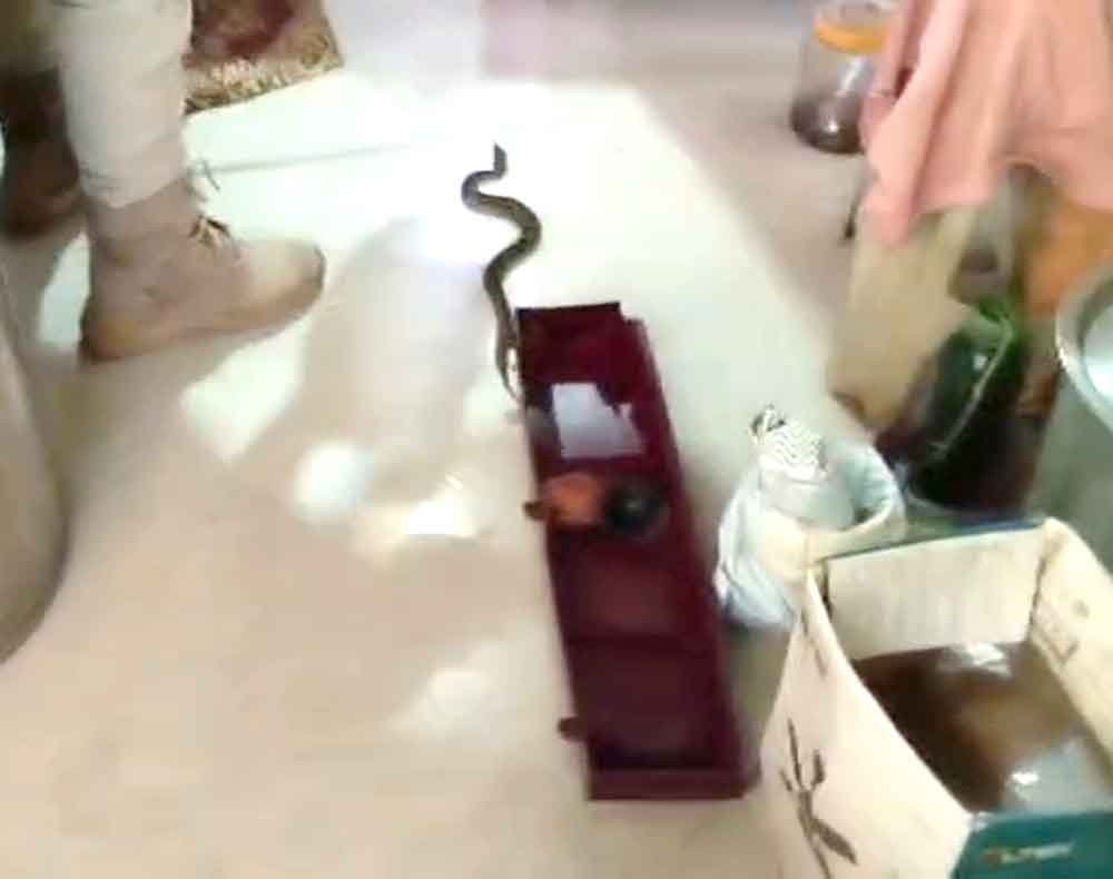 फ्रिज के नीचे मिला खतरनाक