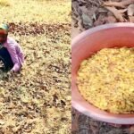 महुए की खुशबू से महका वनांचल: सतपुड़ा