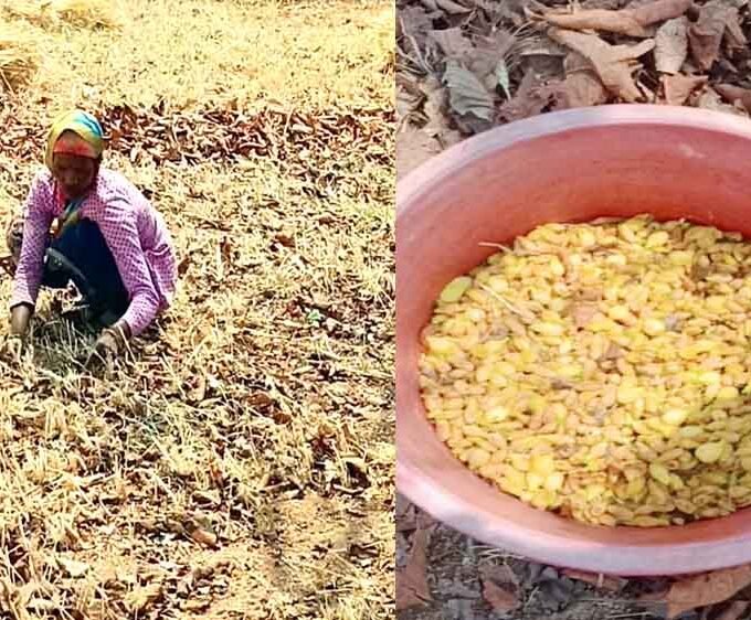 महुए की खुशबू से महका वनांचल: सतपुड़ा