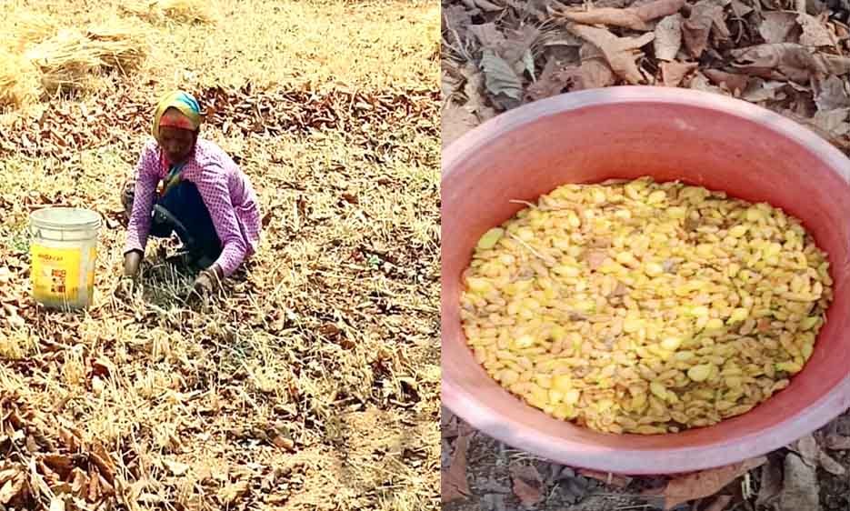 महुए की खुशबू से महका वनांचल: सतपुड़ा