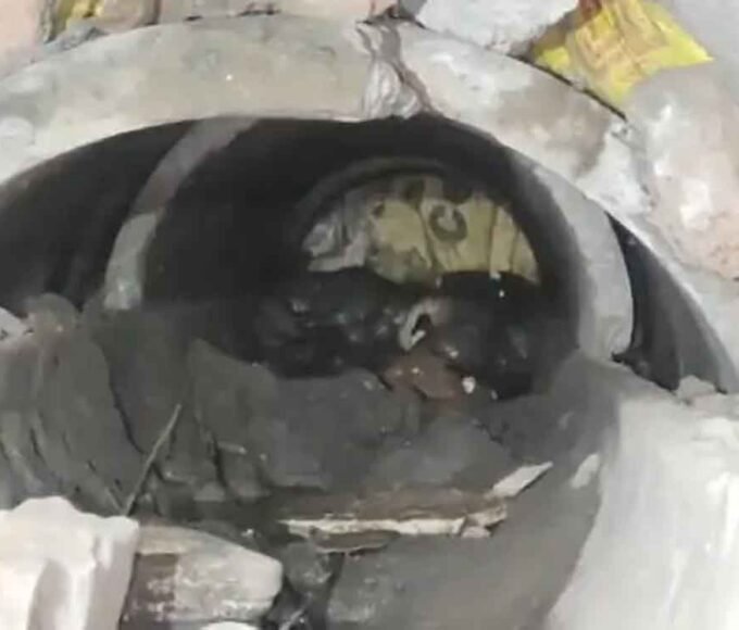 दो दिन पाइप में फंसी रही मादा डॉग