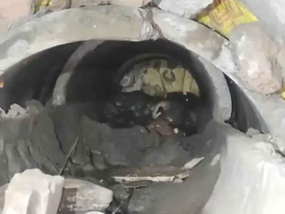 दो दिन पाइप में फंसी रही मादा डॉग