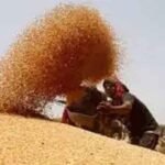 मध्यप्रदेश में गेहूं खरीदी: दो चरणों में