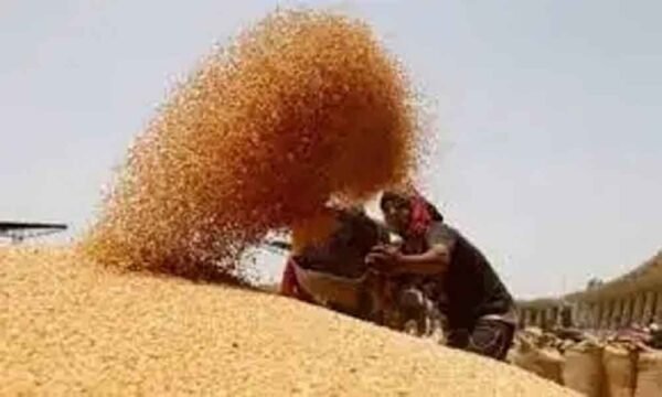 मध्यप्रदेश में गेहूं खरीदी: दो चरणों में