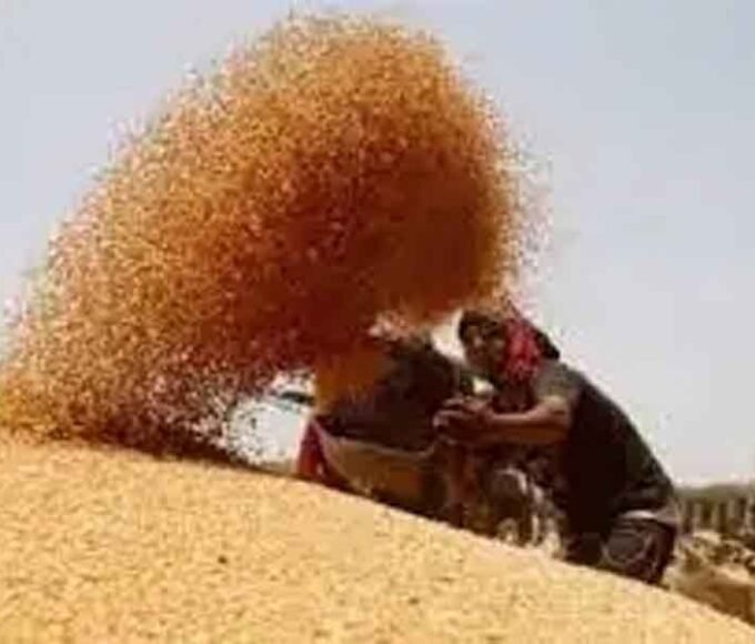 मध्यप्रदेश में गेहूं खरीदी: दो चरणों में