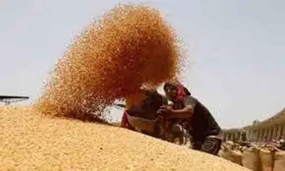 मध्यप्रदेश में गेहूं खरीदी: दो चरणों में