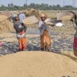 गेहूं समर्थन मूल्य