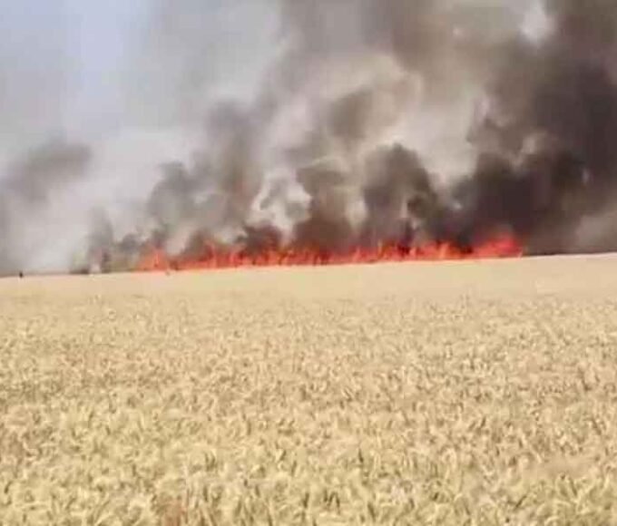 भीषण आग से 50 एकड़ गेहूं की