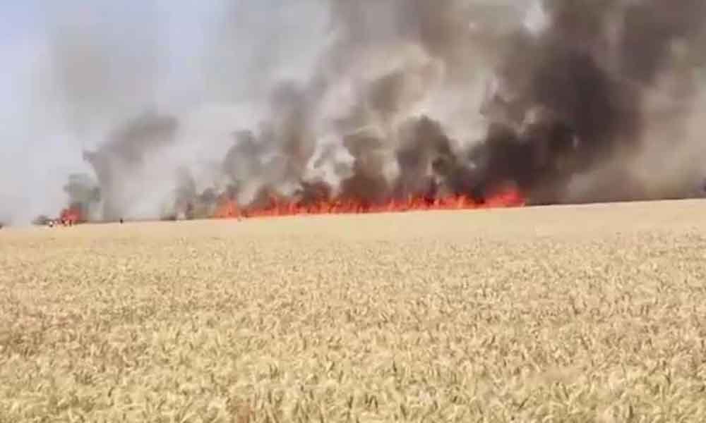 भीषण आग से 50 एकड़ गेहूं की