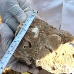 2.5 लाख साल पुराने मिले हाथी के