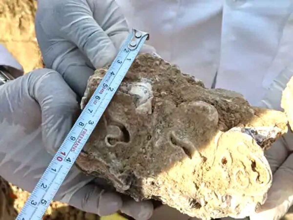 2.5 लाख साल पुराने मिले हाथी के