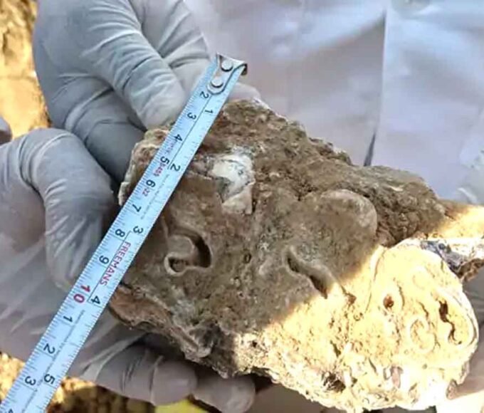 2.5 लाख साल पुराने मिले हाथी के