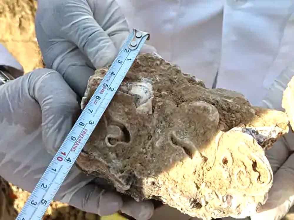 2.5 लाख साल पुराने मिले हाथी के