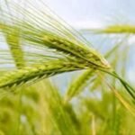 समय से पहले गर्मी से गेहूं पर संकट