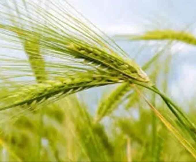 समय से पहले गर्मी से गेहूं पर संकट