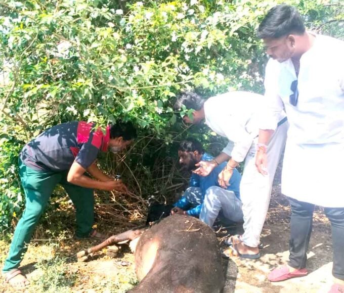 नंदी की मौत पर हंगामा: इलाज में लापरवाही