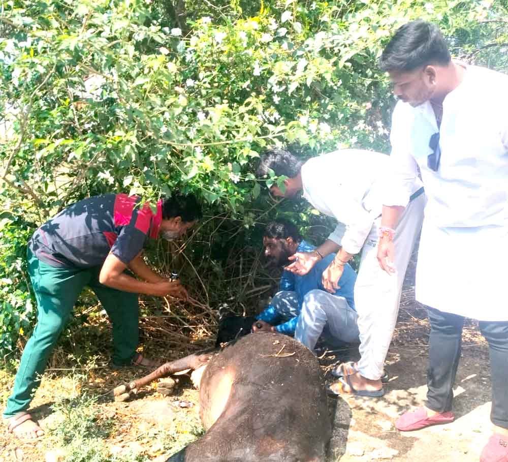 नंदी की मौत पर हंगामा: इलाज में लापरवाही