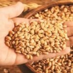 10 अप्रैल से एमपी में गेहूं खरीदी शुरू