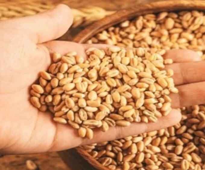 10 अप्रैल से एमपी में गेहूं खरीदी शुरू
