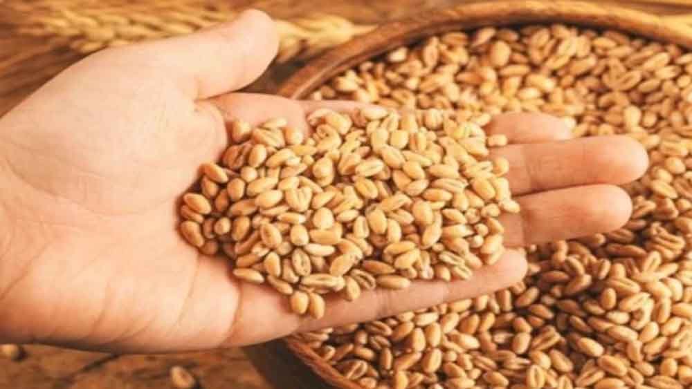 10 अप्रैल से एमपी में गेहूं खरीदी शुरू